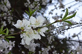 花,白,開花