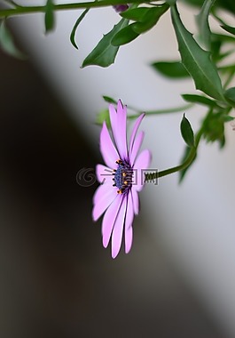 花卉,花,綠色