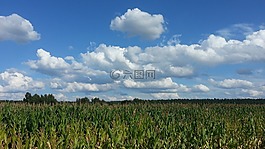麥田,玉米,農(nóng)業(yè)