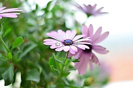花卉,花,綠色