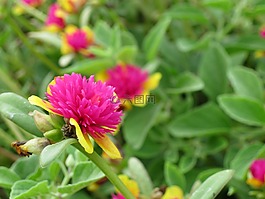 花,鮮花,紫色
