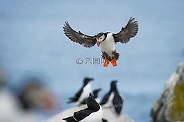 鳥,鳥嘴,羽毛