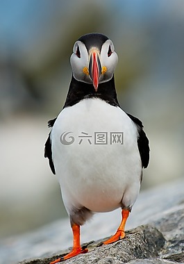 鳥,鳥嘴,羽毛