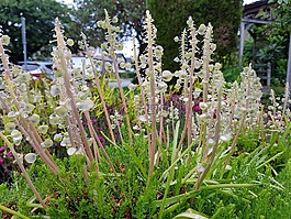 鮮花,雨,花園