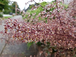 花,濕,粉紅色