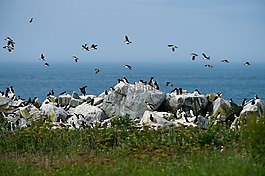 鳥,鳥嘴,羽毛