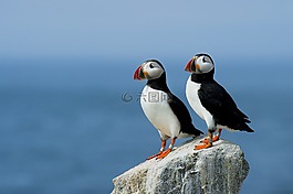 鳥,鳥嘴,羽毛
