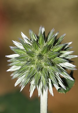 芽,廠,開花