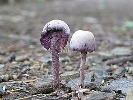 蘑菇,菌類,森林