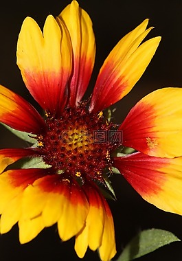 花,性質(zhì),廠