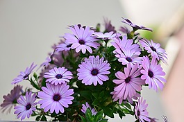 花卉,花,綠色