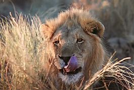 獅子,貓,野生動物