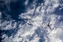 天空,海鷗,云