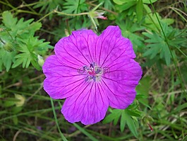 花,紫,開(kāi)花