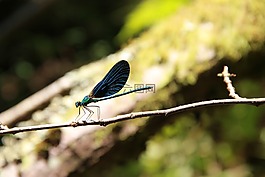 蜻蜓,夏季,翼