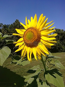 向日葵,花園,夏天