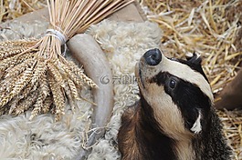 獾,動物標本,動物