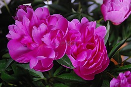 牡丹,羅莎,鮮花