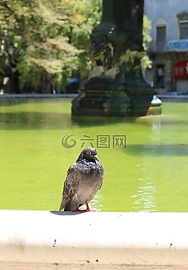 鴿子,鳥(niǎo),噴泉