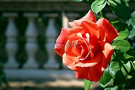 玫瑰,花,花的