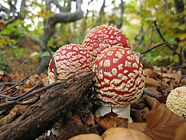 毒蠅傘,真菌,托斯科-埃米利亞諾-appennino