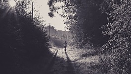 慢跑,上午,森林