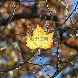 叶,秋天,秋天树叶