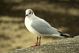 海鷗,嘴鷗,海