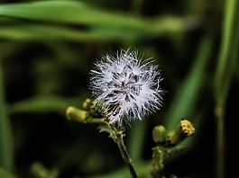 花,植物區(qū)系,自然