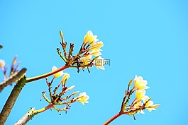 自然,花,森林