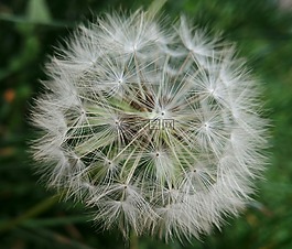蒲公英,植物,草本植物