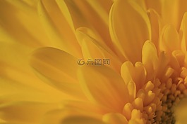 花卉,植物,黃色