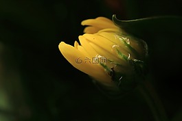 花卉,夏季,宏