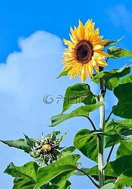 向日葵,花,小花