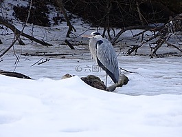 蒼鷺,鳥,坐