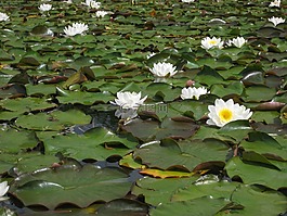 睡蓮,水,鮮花
