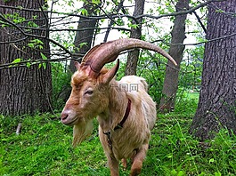 山羊,農(nóng)場,動物