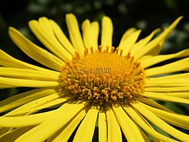 花,黃色,黃