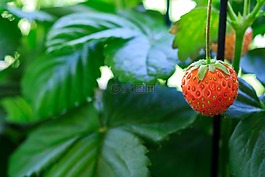 草莓,花園,水果