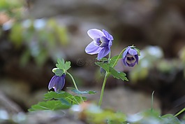 maebaltop天空,鲜花,紫色的花朵