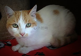 貓,動物,寵物