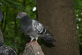 鴿子,鳥,翅膀