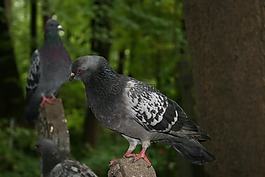 鴿子,鳥,翅膀