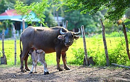 水牛,小牛,哺乳動(dòng)物
