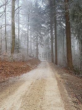 森林路徑,樹木,森林