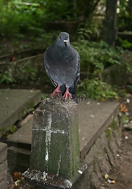 鴿子,鳥,翅膀