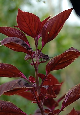 花,植物區(qū)系,性質(zhì)