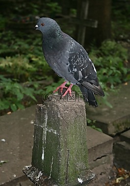 鴿子,鳥,翅膀