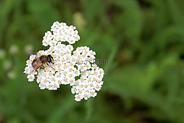 蜜蜂,花,自然