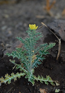 花,植物區(qū)系,性質(zhì)